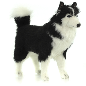 6495 собака сибирский хаски, чёрно-белая, 56 см