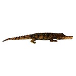 z7748 Крокодил, 260 см