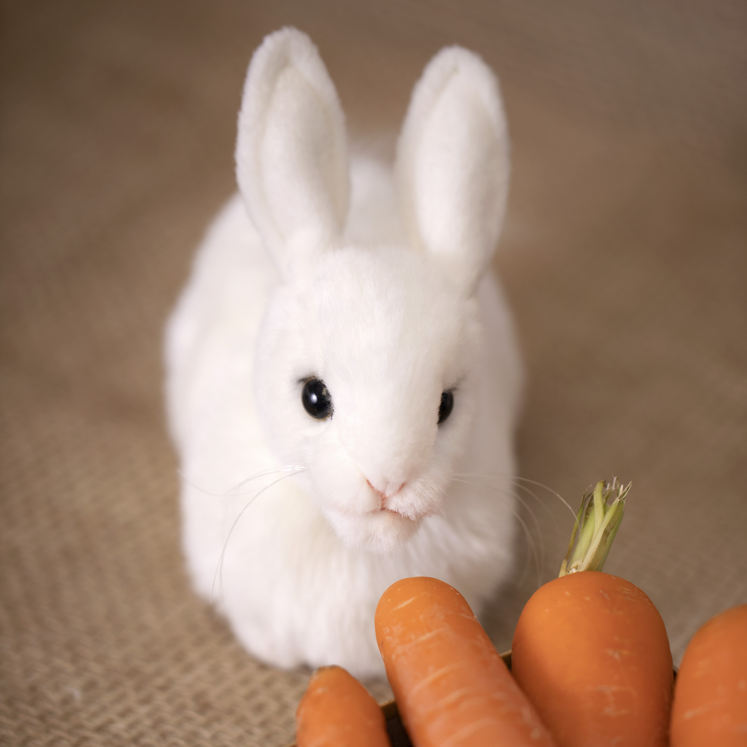 2832 Кролик, белый, 17 см
