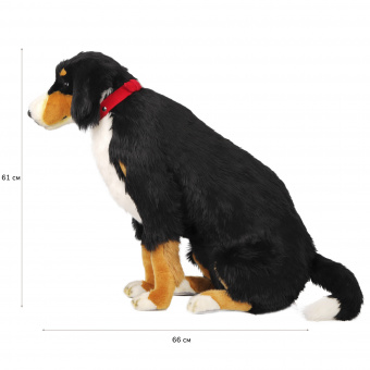 6066 собака аппенцеллер, 66 см