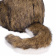 7451 собака сибирский хаски, коричневая, 78 см