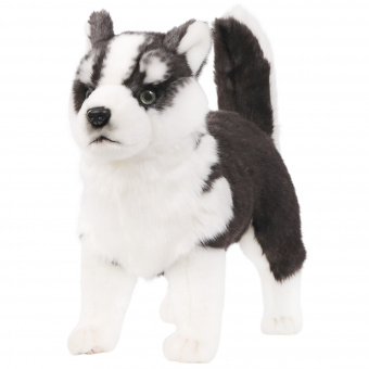 7512 собака сибирский хаски, чёрно-белая, щенок, 43 см
